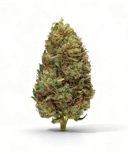 leamon-haze-cbd-cbdissimo